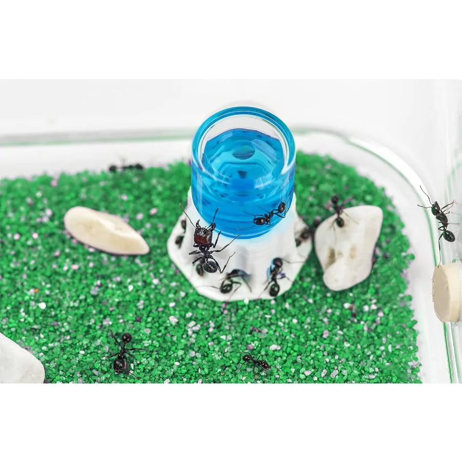 Natural Sand Ant Farm Basic Acrylic Kit for Educational Observation