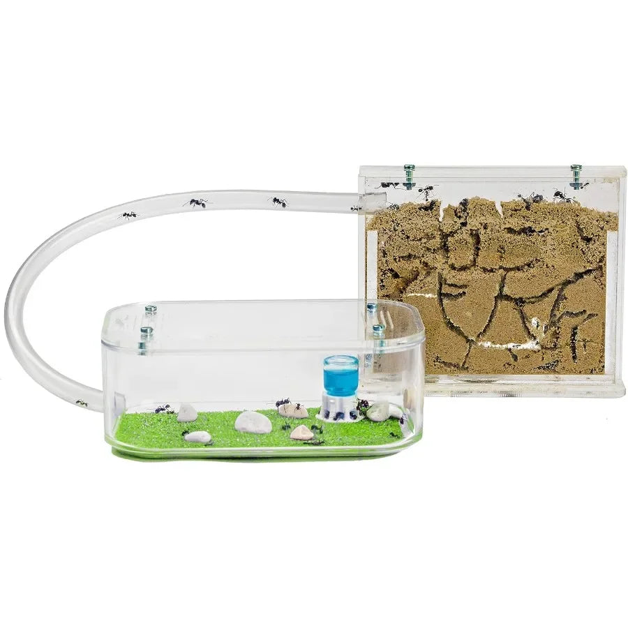 Natural Sand Ant Farm Basic Acrylic Kit for Educational Observation